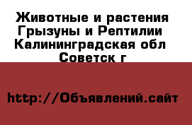 Животные и растения Грызуны и Рептилии. Калининградская обл.,Советск г.